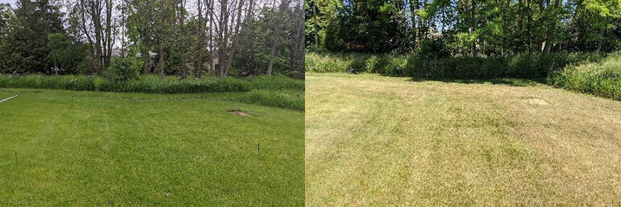 spring vs summer drought lawn